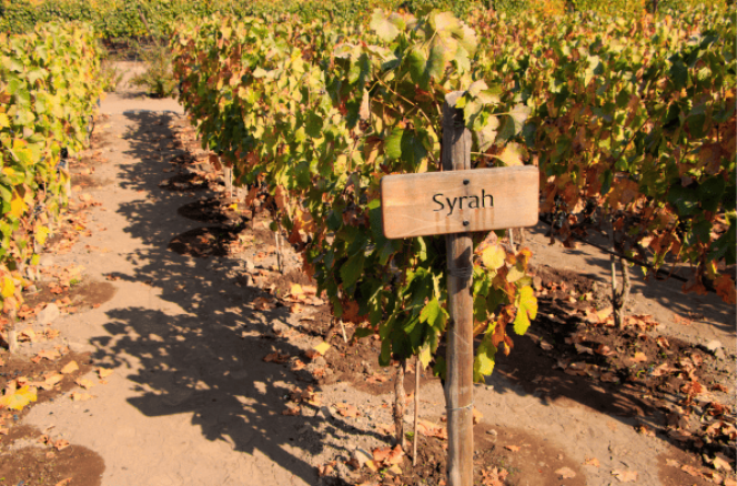 CastaSyrah-parrera