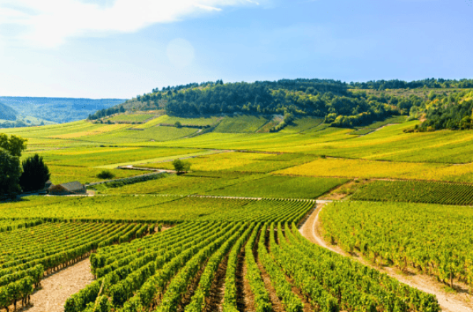 Chablis-Norte_Borgonha